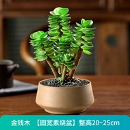 Plants that are truly alive 活着的植物Portulaca Molokiniensis Potted Old Pile Succulent Plant Lucky Indoo