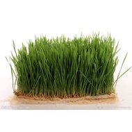 236.Wheat Grass Seeds 200pcs Free Postal Mail (OLP)in SG