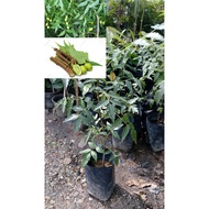 MKT - Anak Pokok Mambu / Semambu / Neem / Daun Mamu / Indian Lilac / Margosa Tree / Nim Tree / Pokok