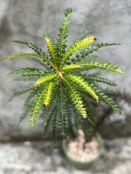 索島乳香 Boswellia Socotrana 塊根 象足