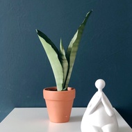 Snake Plant Moonshine Live Plant