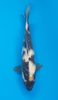 Jual Ikan Koi Shiro Utsuri Import 32cm