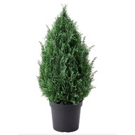 Fake Pine In A Black Pot Use For Christmas Festival Decoration FEJKA Fecca