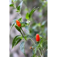Red Pequin Pepper Seed