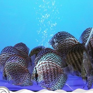 ikan discus 5 inch Jumbo Indukan