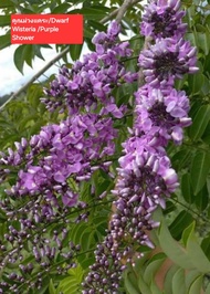 ต้นคูนม่วงแคระDwarf Wisteria /Purple Showerขนาด 90ซม./cm.