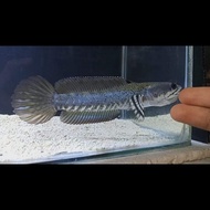 channa blue pulchra 15 cm