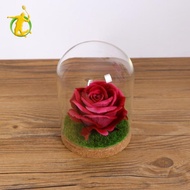 [Asiyy] Glass Cloche Dome Jar Dollhouse Terrarium with S