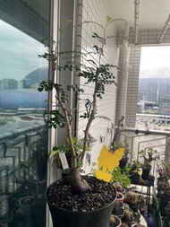 列加氏漆樹 塊根植物