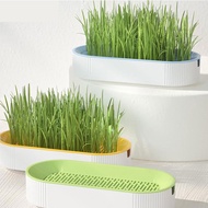【SG STOCK】Cat Wheat grass seeds /  Microgreens / Microgreen Seeds cat snacks hydroponics seeds plantseeds Planter box