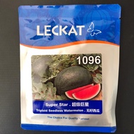 🔥🔥BIG SALES🔥🔥 [20G] F1 Hybrid Leckat 1096 Seedless Watermelon/Super star/ Tembikai Merah Tanpa Biji