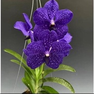 Anggrek dendrobium bunga besar