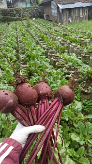 buah Bit/beet Root/penambah darah alami organik 1kg