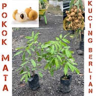 Pokok Mata kucing berlian ( hybrid ) thai murah / Longan berlian kawin cepat berbuah