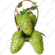 Fake fruit, 5 long thorny custard apple, model fruit, fake fruit - home decoration