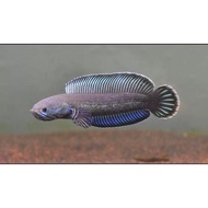 original ikan chana andrao baby 2-4 original