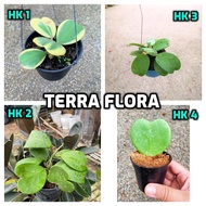 (HK) REAL LIVE PLANT HOYA KERRII, SWEETHEART HOYA VARIEGATED, LOCAL READY STOCK, DECO PLANT, POKOK H