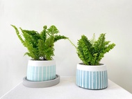 【寵物友善】皺葉波士頓腎蕨•圓胖水泥盆栽