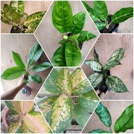 ✤❐☌Aglaonema Varieties Live Plant