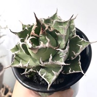 凱撒嚴龍｜Agave titanota ’Caesar‘ ｜———｜塊根植物｜象牙宮｜龜甲龍｜曲刺妖炎｜橄欖｜象足漆樹｜多肉植物｜龍舌蘭｜嚴龍｜
