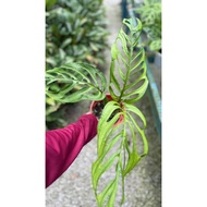 Monstera Esqueleto Real Plant