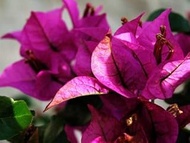 Aamish Pack of 30 Bougainvillea flower seeds: Package Contain Seeds
