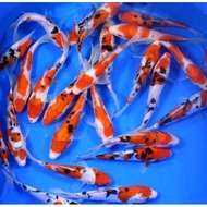 pakan/bibit ikan koi blitar size 4-5cm paket 27 ekor