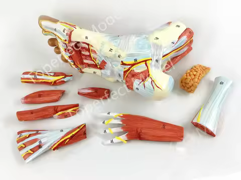 1:1 Life Sized Human Foot Joint Anatomical 9 Parts Model Muscle Neurovascular Ligament Hand Foot Sur