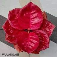 aglonema wulandari anakan 1-2-3 daun BISA COD