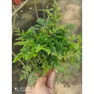 pokok hiasan indoor. paku pakis