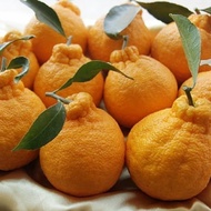 bibit jeruk dekopon berbuah