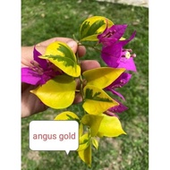 SALE!!! CUTTINGS ONLY!! with 🆓(Rare Bougainvillea Cuttings)