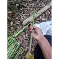 Daun Palas Minyak FRESH BORONG!!! RM 0.40 BORONG !!! Check item sebelah bole Pilih Saiz