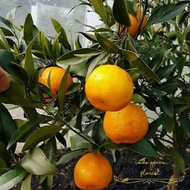 OBRAL Bibit tanaman buah jeruk santang madu sudah berbuah/berbunga