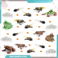 Simulation Frog Red Eye Frog Ceratophrys Triangle Dead Leaf Frog Growth Life Cycle Model