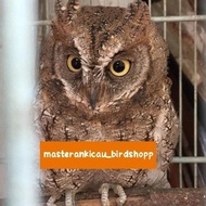 Ready Burung Burhan Hantu Owl Jinak Lalat -Lapak Robi