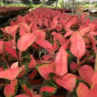 TKL - Aglaonema China Red Live Plant 中国红粗肋草