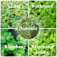 Aquatic Plant/Water Plant| Azolla | Duckweed | Kiambang | Kiambang Sutera | Salvinia cucullata for A