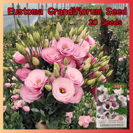 *ขายเมล็ดพันธุ์/ประเทศไทยพร้อมสต็อก*20 เมล็ด Eustoma Grandiflorum Flower Seeds for Planting เมล็ดดอก