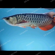 ikan arwana golden red hb 40 cm up,rasa SR ring mantap,sertifikat+chip