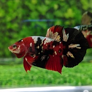 Ikan Cupang Red Koi Copper Gold Top Grade Supreme Quality