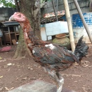 ayam yokere