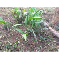 1 pokok lemba berakar