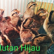 anakan ayam hutan hijau