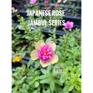 Keratan Pokok Bunga Rose Jepun Jambul Japanese Rose Jambul Cutting