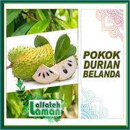 Pokok Durian Belanda