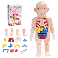 Human body model human body anatomy toy