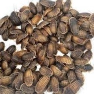 0.5-4CM/DUBIA/PETS FOOD