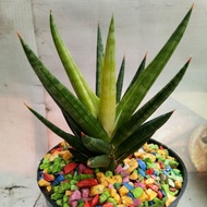 sensivera Francisii