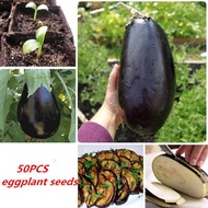 200 Pcs Purple Eggplant Seeds Benih Bunga Keladi Viral Fruit Seeds Flower Seeds Vegetable Benih Pokok Bunga Buah Benih Sayur Sayuran Bonsai Tree Live Plant Indoor Air Plants